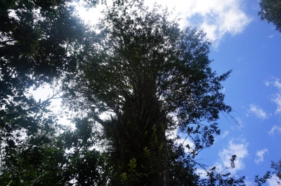 Venta-de-Campo-en-Valdivia-Tres-Chiflones